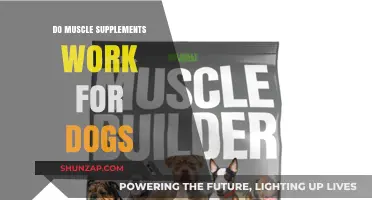 Do Muscle Supplements Boost Canine Strength and Health Effectively?