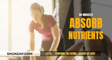 Muscle Absorption: Nutrient Uptake for Muscle Growth and Repair