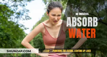 Muscle Hydration: Absorbing Water for Muscle Growth and Repair