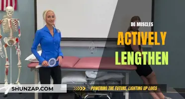 How Muscles Actively Lengthen: Understanding the Science