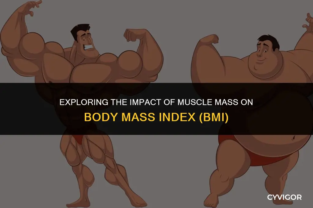 do muscles affect bmi