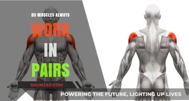 Muscle Partnerships: Do Muscles Always Work in Pairs?