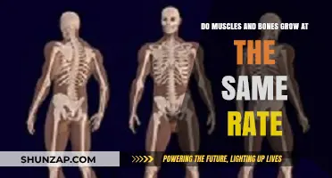Muscle vs. Bone Growth: Understanding Their Synchronized Development Rates