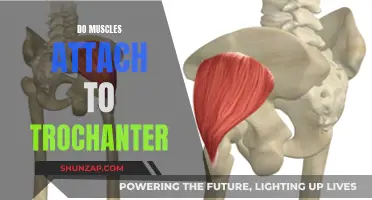 The Trochanter: Muscle Attachment Point and Its Importance
