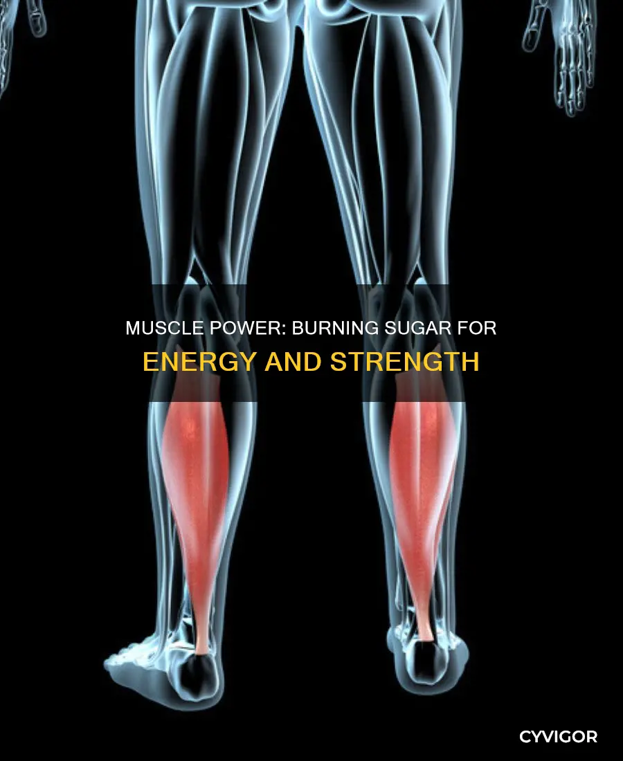 do muscles burn sugar