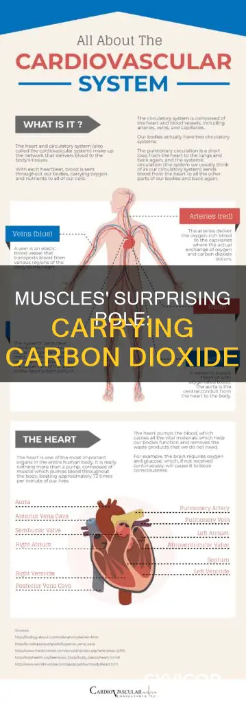 do muscles carry carbon dioxide