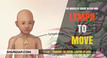Muscle Contractions: Moving Blood and Lymph
