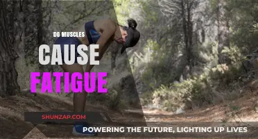 Muscle Fatigue: The Surprising Role of Muscles
