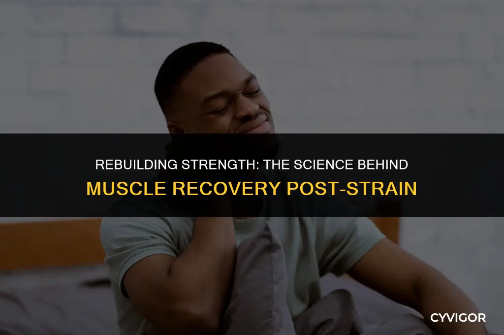 do muscles come back stronger after strain
