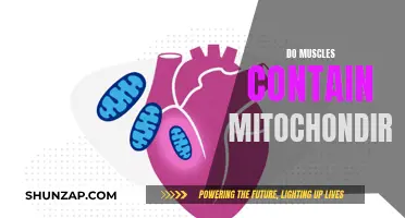 Muscle Mitochondria: Powering Our Every Move