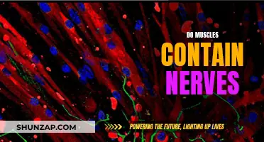 Muscle and Nerve Connection: What's the Link?