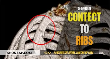 How Muscles and Ribs Connect and Work Together
