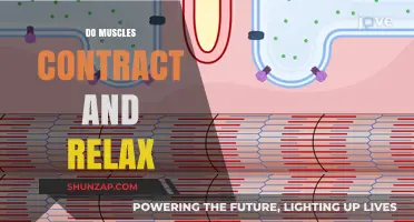 Understanding Muscle Contraction and Relaxation: A Comprehensive Guide