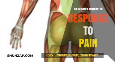 Muscle Contractions and Pain: Understanding the Body's Reflex Response