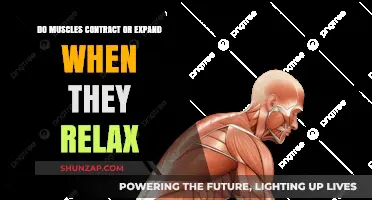Muscle Relaxation: Contraction or Expansion? Unraveling the Science Behind Rest