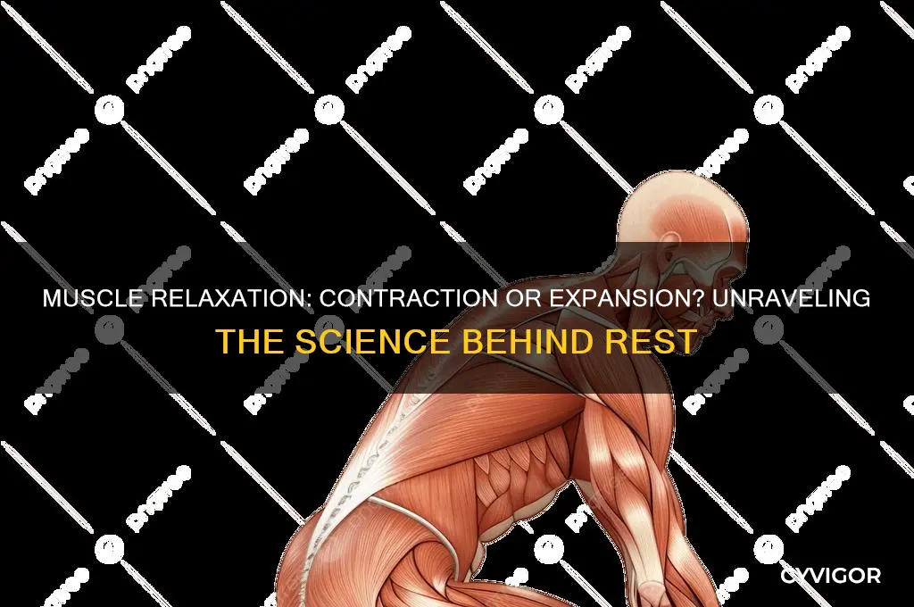 do muscles contract or expand when they relax