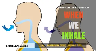 Inhale Insights: Understanding Muscle Contraction and Relaxation During Breathing