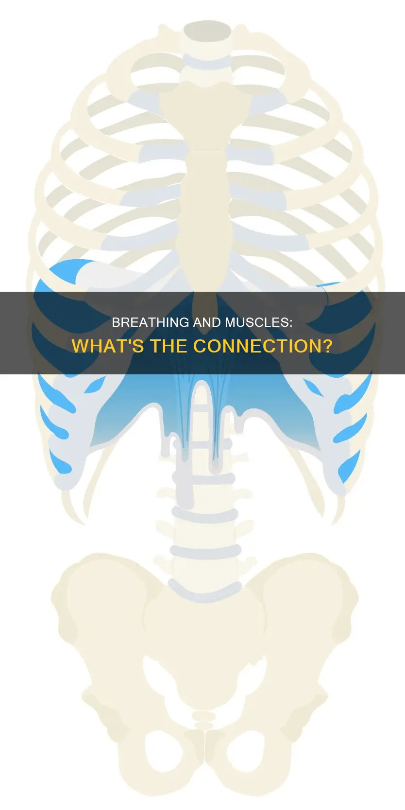 do muscles control breathing
