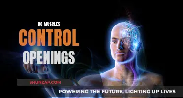 How Muscles Control Openings in the Human Body