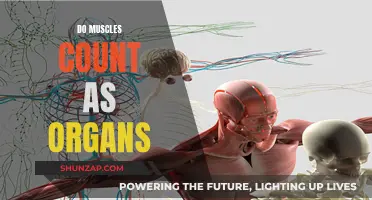 Muscles: Are They Organs or Distinct Tissue?