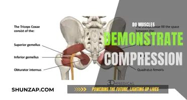 Muscle Compression: Myth or Reality?