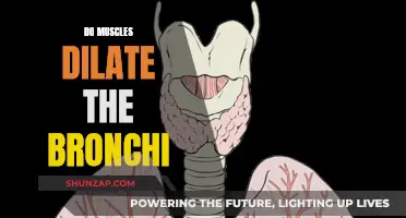 How Muscles Affect Bronchi Dilation and Breathing