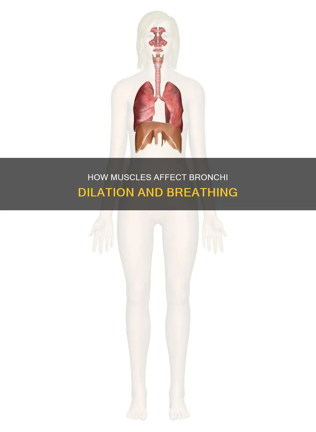 do muscles dilate the bronchi