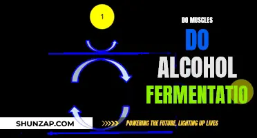 Muscles and Alcohol Fermentation: An Unexpected Connection
