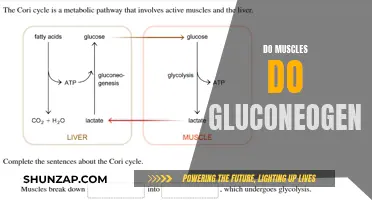 Muscle Gluconeogenesis: How and Why Muscles Make Glucose