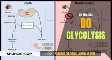 Muscle Glycolysis: Energy Source and Performance Enhancer