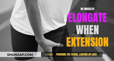 Muscle Extension: Elongating Fibers for Growth and Flexibility