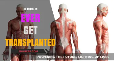 Exploring the Possibilities: Can Muscles Be Transplanted?