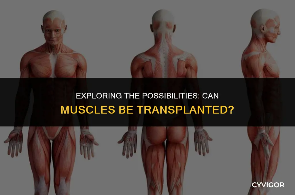 do muscles ever get transplanted