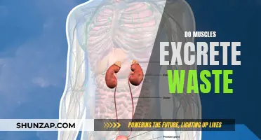 Muscle Waste Excretion: Understanding the Intricate Process