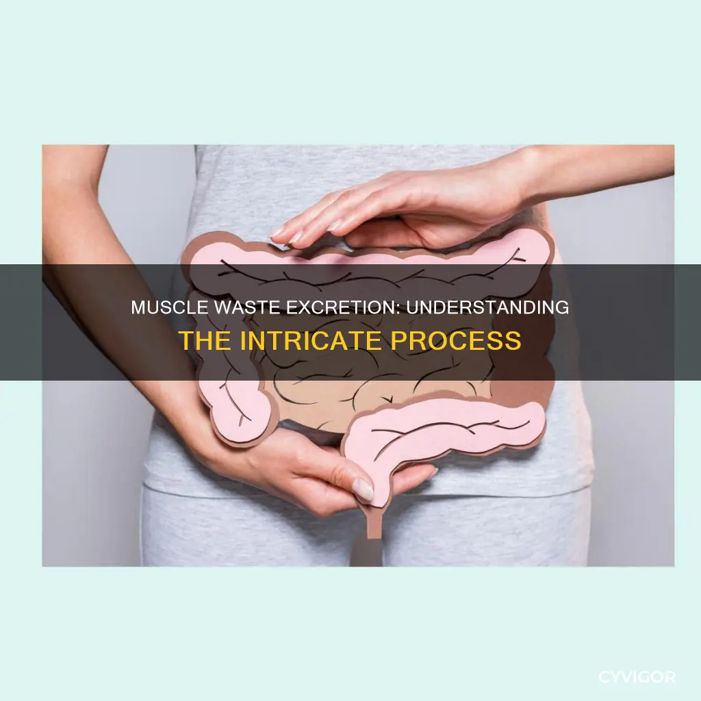 do muscles excrete waste