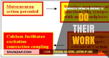 Muscle Mechanics: Understanding Expansion and Contraction in Action