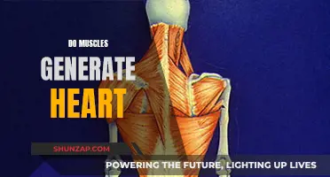 Muscle Tissue and Heart Cells: What's the Link?