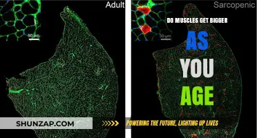 Muscle Growth and Aging: Separating Fact from Fiction
