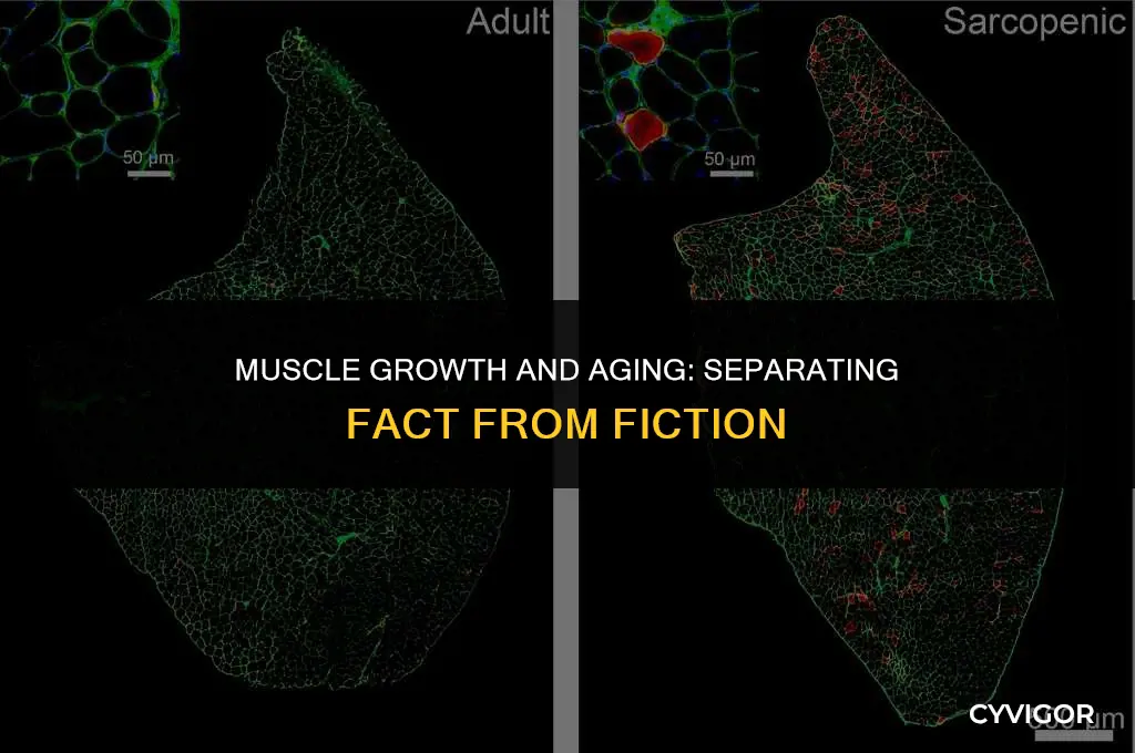 do muscles get bigger as you age