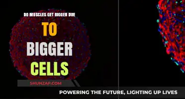 Cellular Expansion: The Science Behind Muscle Growth