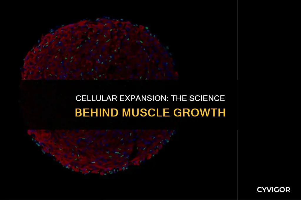 do muscles get bigger due to bigger cells