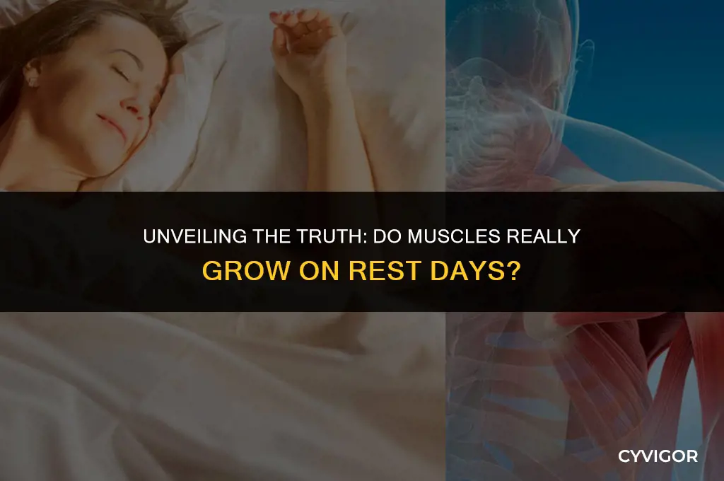 do muscles get bigger on rest days