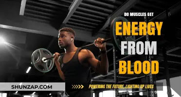 Unraveling the Mystery: How Muscles Harness Energy from Blood
