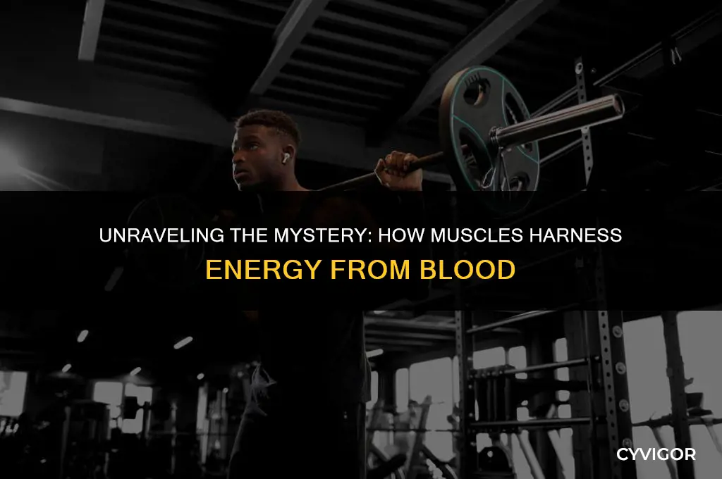 do muscles get energy from blood