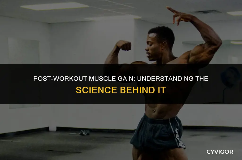 do muscles get heavier after workout