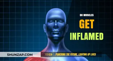 Understanding Muscle Inflammation: Causes, Symptoms, and Recovery Tips