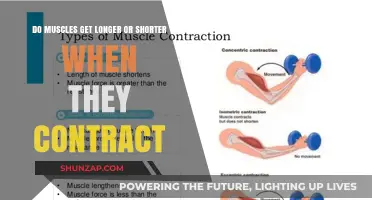 Understanding Muscle Contractions: Lengthening or Shortening?