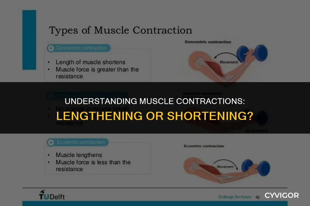 do muscles get longer or shorter when they contract