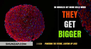Muscle Growth: The Cellular Expansion Behind Bigger Muscles