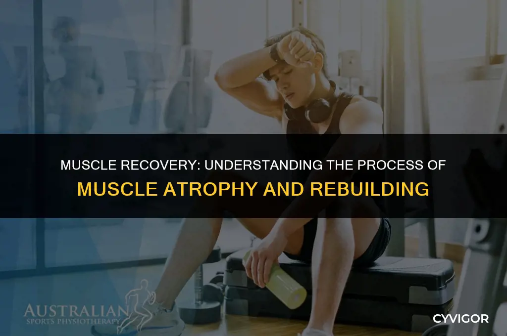 do muscles get smaller when recovering